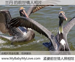 #孟婆前世情人照相馆# 【兰丹 的前世情人】前生，我们相亲相爱，相约下辈子还要在一起，你的誓言可别忘记。然而轮回路上的一碗孟婆汤，却将一切归零。茫茫人悔，谁是我的前世情人？兰丹 的前世情人，有图有真相：