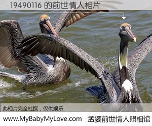 #孟婆前世情人照相馆# 【19490116 的前世情人】前生，我们相亲相爱，相约下辈子还要在一起，你的誓言可别忘记。然而轮回路上的一碗孟婆汤，却将一切归零。茫茫人悔，谁是我的前世情人？19490116 的前世情人，有图有真相：