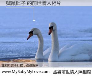 #孟婆前世情人照相馆# 【贼鼠胖子 的前世情人】前生，我们相亲相爱，相约下辈子还要在一起，你的誓言可别忘记。然而轮回路上的一碗孟婆汤，却将一切归零。茫茫人悔，谁是我的前世情人？贼鼠胖子 的前世情人，有图有真相：