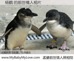 #孟婆前世情人照相馆# 【杨鹤 的前世情人】前生，我们相亲相爱，相约下辈子还要在一起，你的誓言可别忘记。然而轮回路上的一碗孟婆汤，却将一切归零。茫茫人悔，谁是我的前世情人？杨鹤 的前世情人，有图有真相：