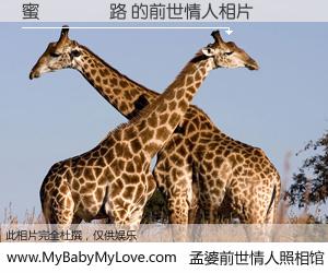 #孟婆前世情人照相馆# 【蜜🍬路 的前世情人】前生，我们相亲相爱，相约下辈子还要在一起，你的誓言可别忘记。然而轮回路上的一碗孟婆汤，却将一切归零。茫茫人悔，谁是我的前世情人？蜜🍬路 的前世情人，有图有真相：