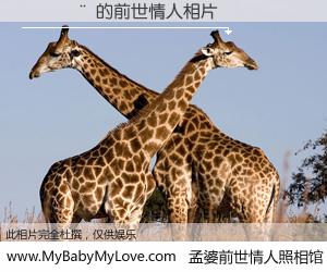 #孟婆前世情人照相馆# 【������ 的前世情人】前生，我们相亲相爱，相约下辈子还要在一起，你的誓言可别忘记。然而轮回路上的一碗孟婆汤，却将一切归零。茫茫人悔，谁是我的前世情人？������ 的前世情人，有图有真相：