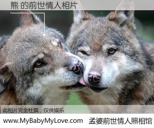 #孟婆前世情人照相馆# 【熊 的前世情人】前生，我们相亲相爱，相约下辈子还要在一起，你的誓言可别忘记。然而轮回路上的一碗孟婆汤，却将一切归零。茫茫人悔，谁是我的前世情人？熊 的前世情人，有图有真相：