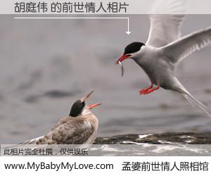 #孟婆前世情人照相馆# 【胡庭伟 的前世情人】前生，我们相亲相爱，相约下辈子还要在一起，你的誓言可别忘记。然而轮回路上的一碗孟婆汤，却将一切归零。茫茫人悔，谁是我的前世情人？胡庭伟 的前世情人，有图有真相：