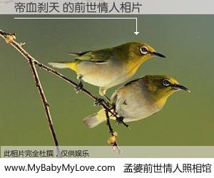 #孟婆前世情人照相馆# 【帝血刹天 的前世情人】前生，我们相亲相爱，相约下辈子还要在一起，你的誓言可别忘记。然而轮回路上的一碗孟婆汤，却将一切归零。茫茫人悔，谁是我的前世情人？帝血刹天 的前世情人，有图有真相：