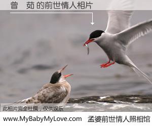 #孟婆前世情人照相馆# 【曾暐茹 的前世情人】前生，我们相亲相爱，相约下辈子还要在一起，你的誓言可别忘记。然而轮回路上的一碗孟婆汤，却将一切归零。茫茫人悔，谁是我的前世情人？曾暐茹 的前世情人，有图有真相：